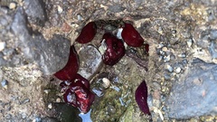 Actinia mediterranea