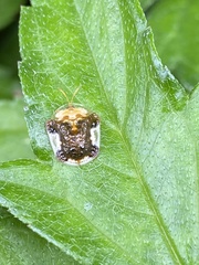 Helocassis testudinaria