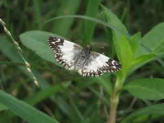 Heliopetes omrina