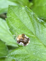 Helocassis testudinaria