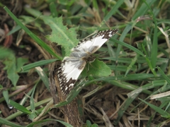 Heliopetes omrina