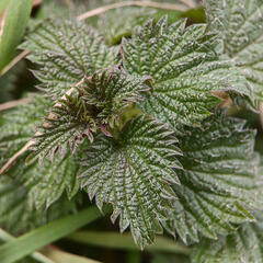 Urtica dioica
