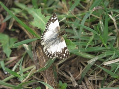 Heliopetes omrina