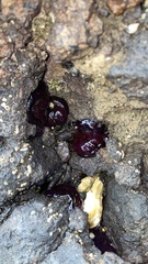 Actinia mediterranea