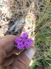 Carphephorus pseudoliatris