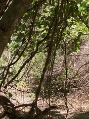 Pitangus sulphuratus