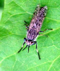 Haematopota pluvialis