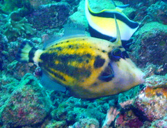 Cantherhines fronticinctus