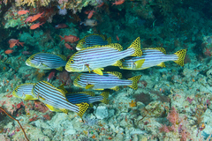 Plectorhinchus vittatus