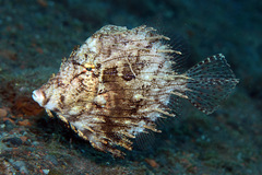 Chaetodermis penicilligerus