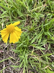 Helenium amarum