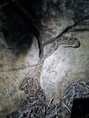 Bitis arietans arietans