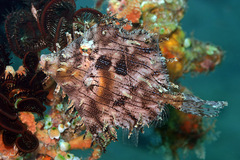 Chaetodermis penicilligerus