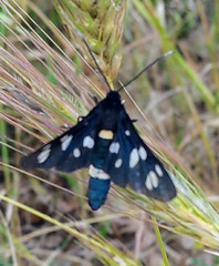 Amata phegea