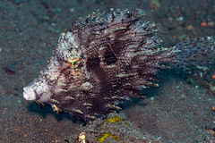 Chaetodermis penicilligerus