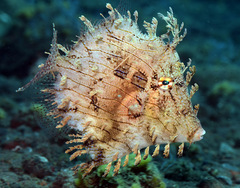 Chaetodermis penicilligerus