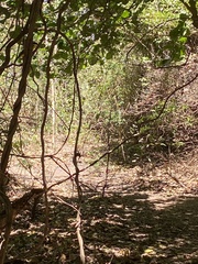 Pitangus sulphuratus