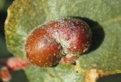 Andricus reticulatus