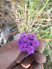 Carphephorus pseudoliatris