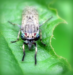 Haematopota pluvialis