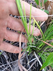 Carphephorus pseudoliatris