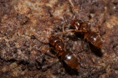 Brachymyrmex
