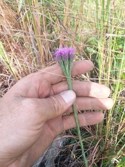 Carphephorus pseudoliatris