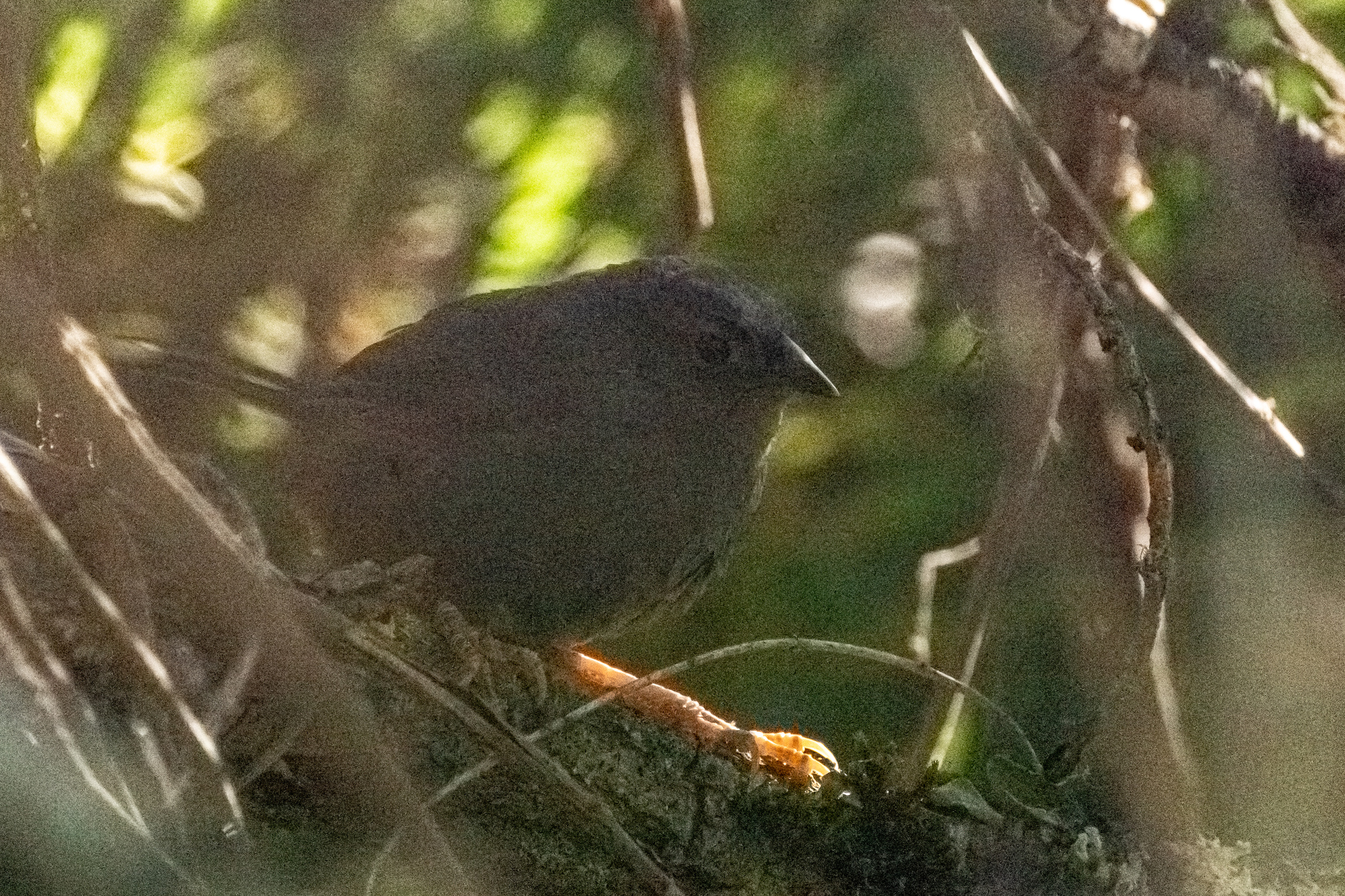 Ochre-flanked Tapaculo (Eugralla paradoxa), photo 6