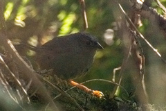 Eugralla paradoxa