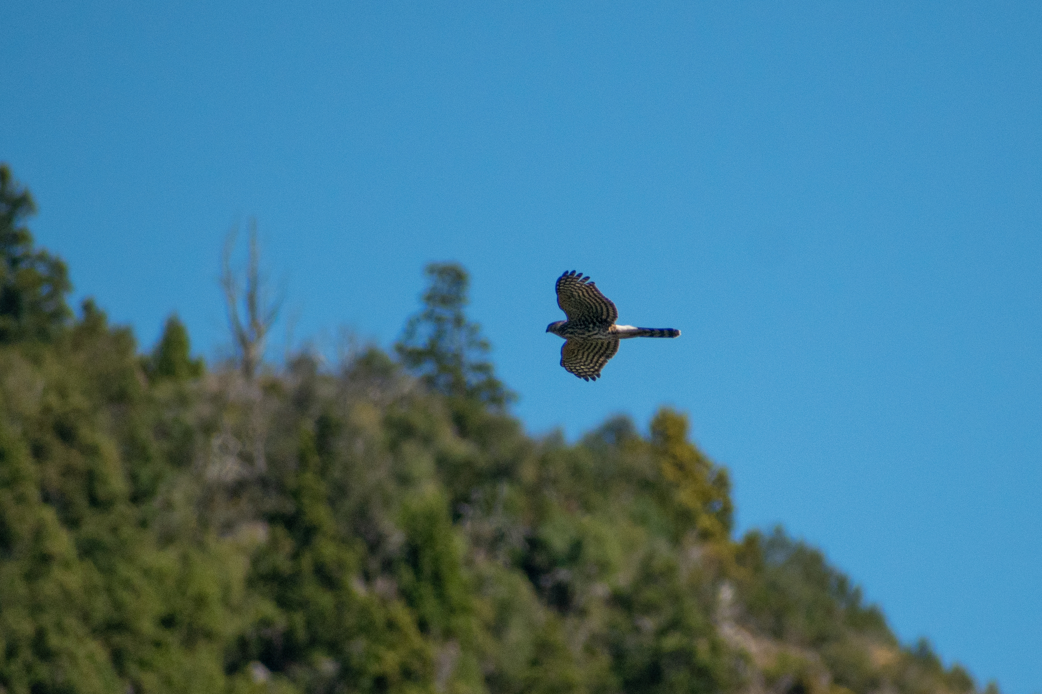 Chilean Hawk illustration