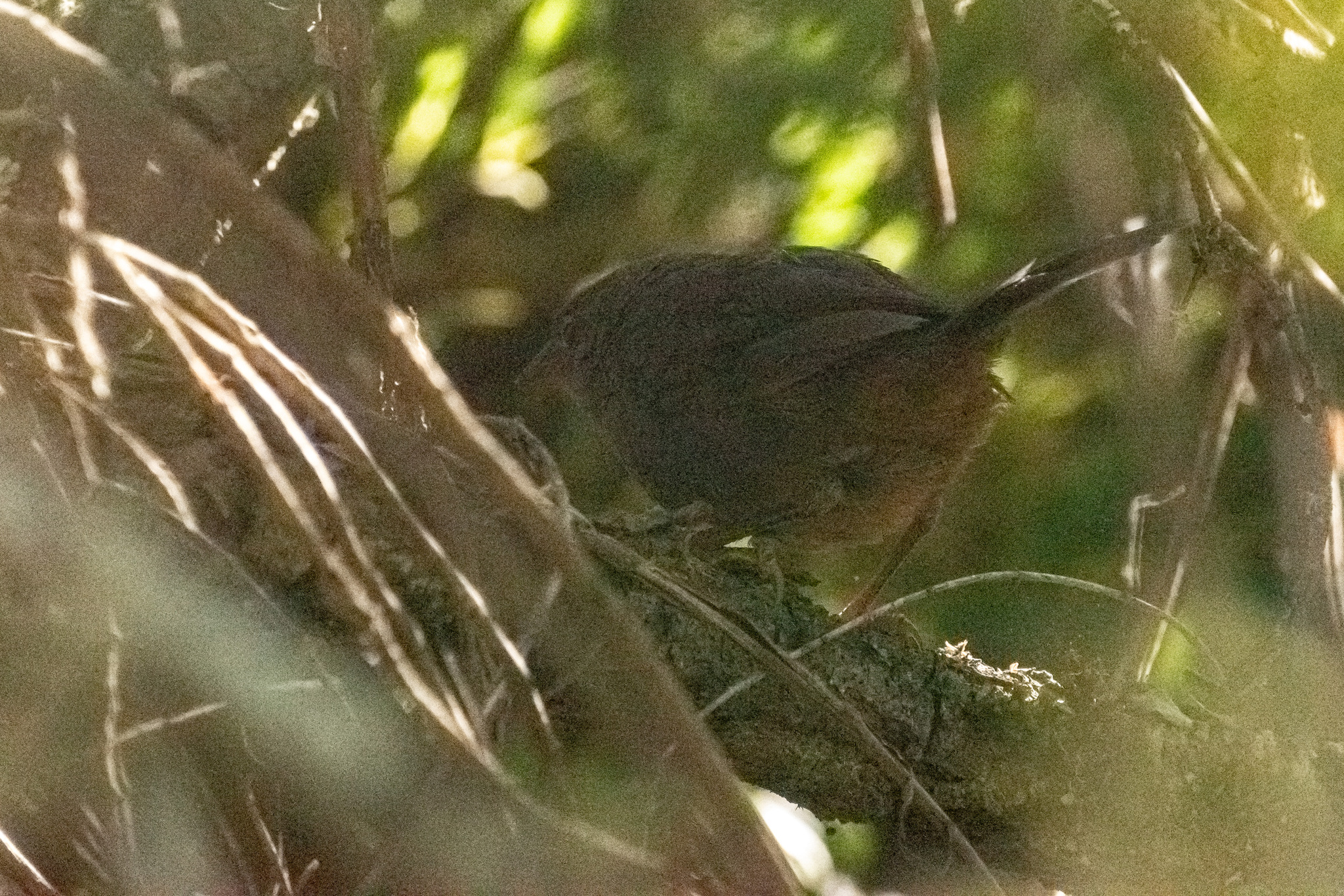 Ochre-flanked Tapaculo (Eugralla paradoxa), photo 7