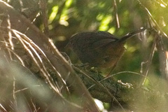 Eugralla paradoxa