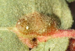 Andricus reticulatus