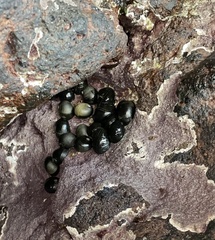 Nerita melanotragus