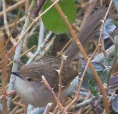 Prinia