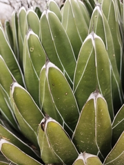 Agave victoriae-reginae