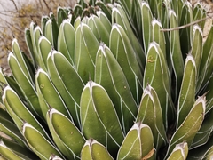 Agave victoriae-reginae