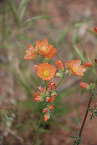 Sphaeralcea rusbyi var. rusbyi