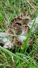 Bothrops leucurus