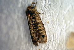 Biocellata alfarae