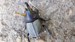 Diloboderus abderus
