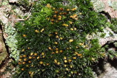 Orthotrichum diaphanum