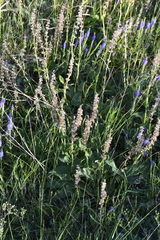 Salvia dumetorum