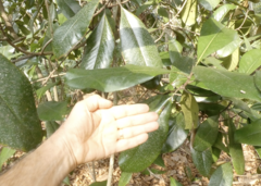 Magnolia grandiflora