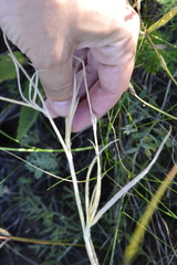 Ranunculus illyricus