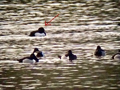 Aythya fuligula