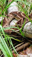Bothrops leucurus