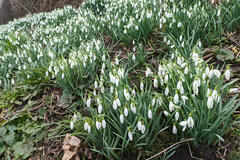 Galanthus nivalis