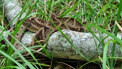 Bothrops leucurus