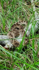 Bothrops leucurus